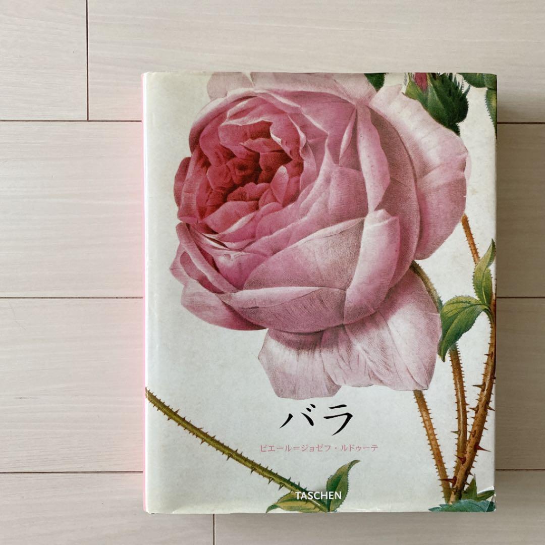 バラ　ルドゥーテ