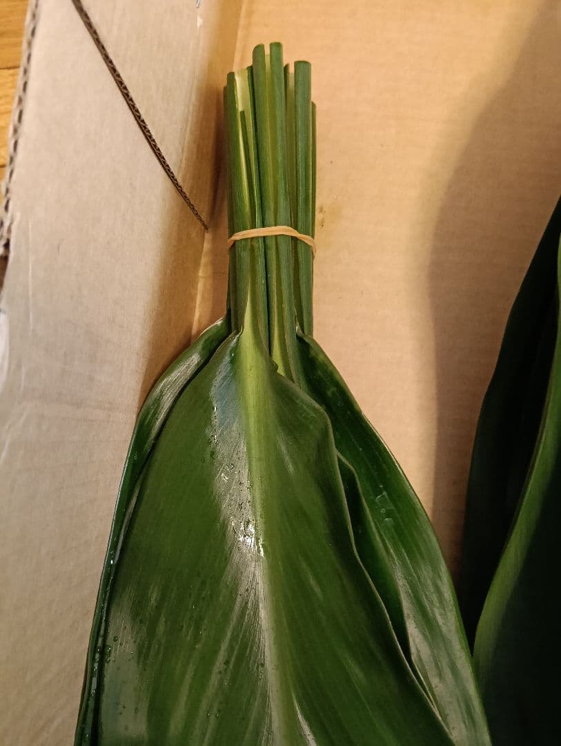 冬季限定価格★本物 ティーリーフ 80枚★フラダンス用スカートやレイ60cm前後