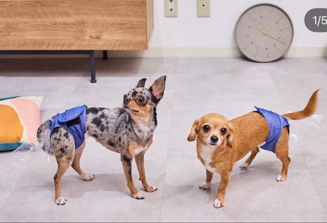 うんコロキャッチXS 新品2枚セット