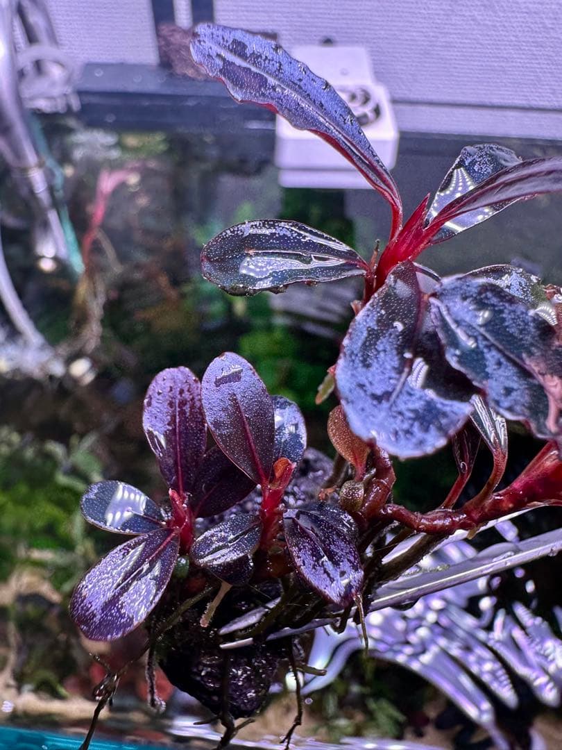 ブセファランドラsp.ネオ2015