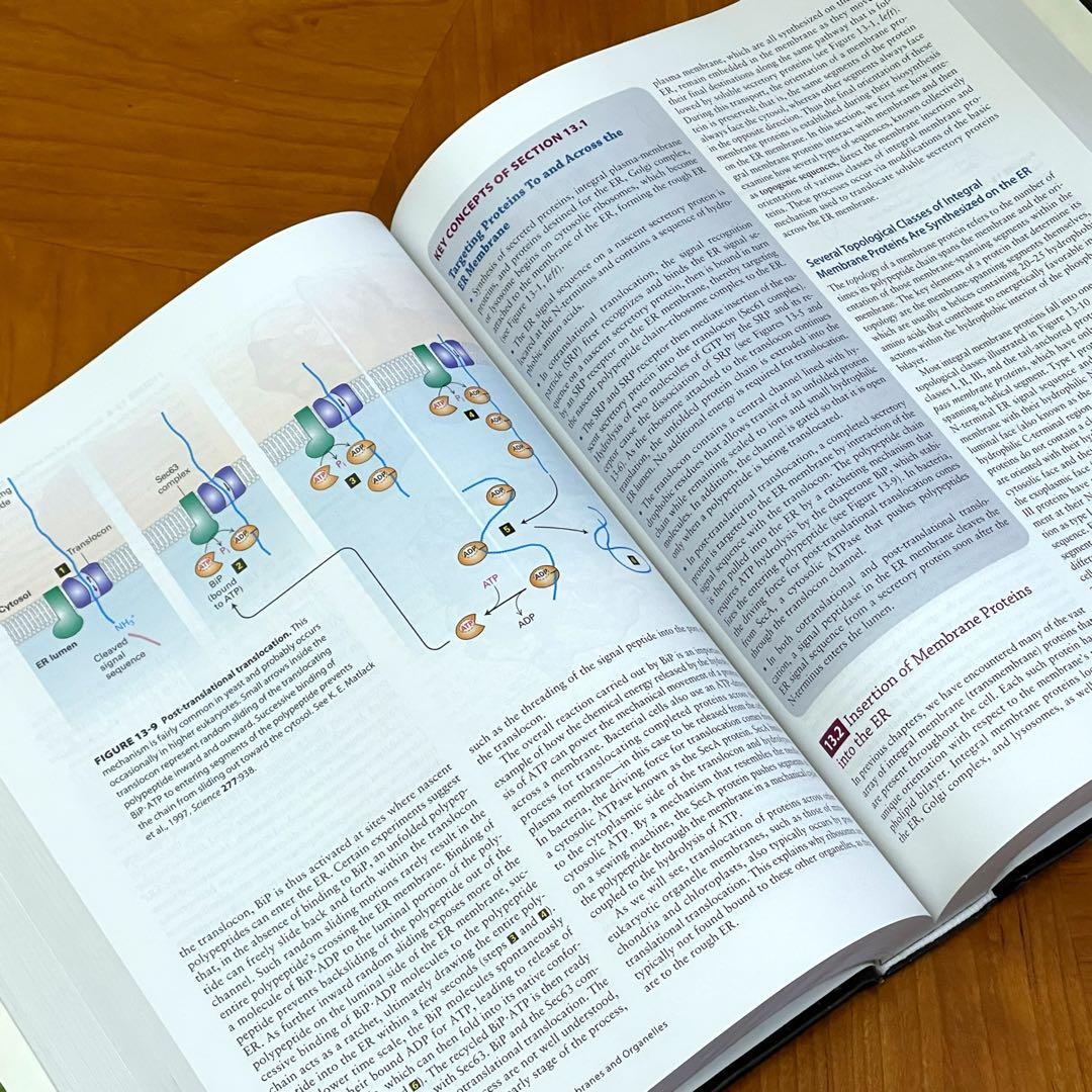 美品【送料込】Molecular Cell Biology 英語版 定価 5万円