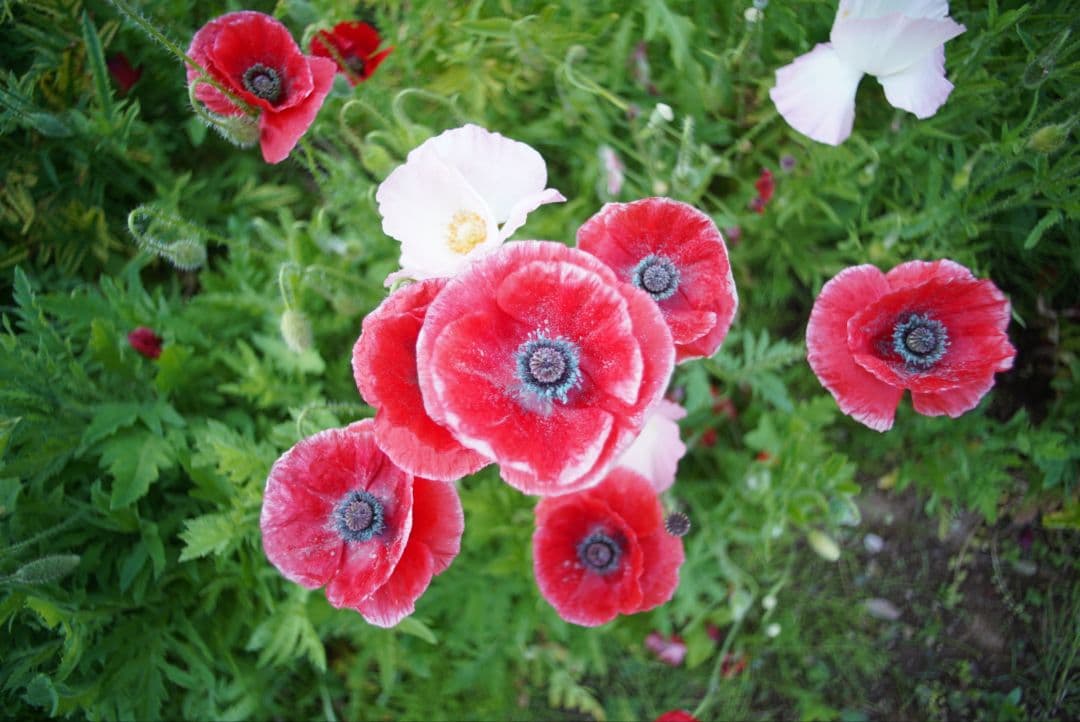 ニ*ン様 【分解清掃済並品】Nikon NIKKOR-UD 20mm f3.5