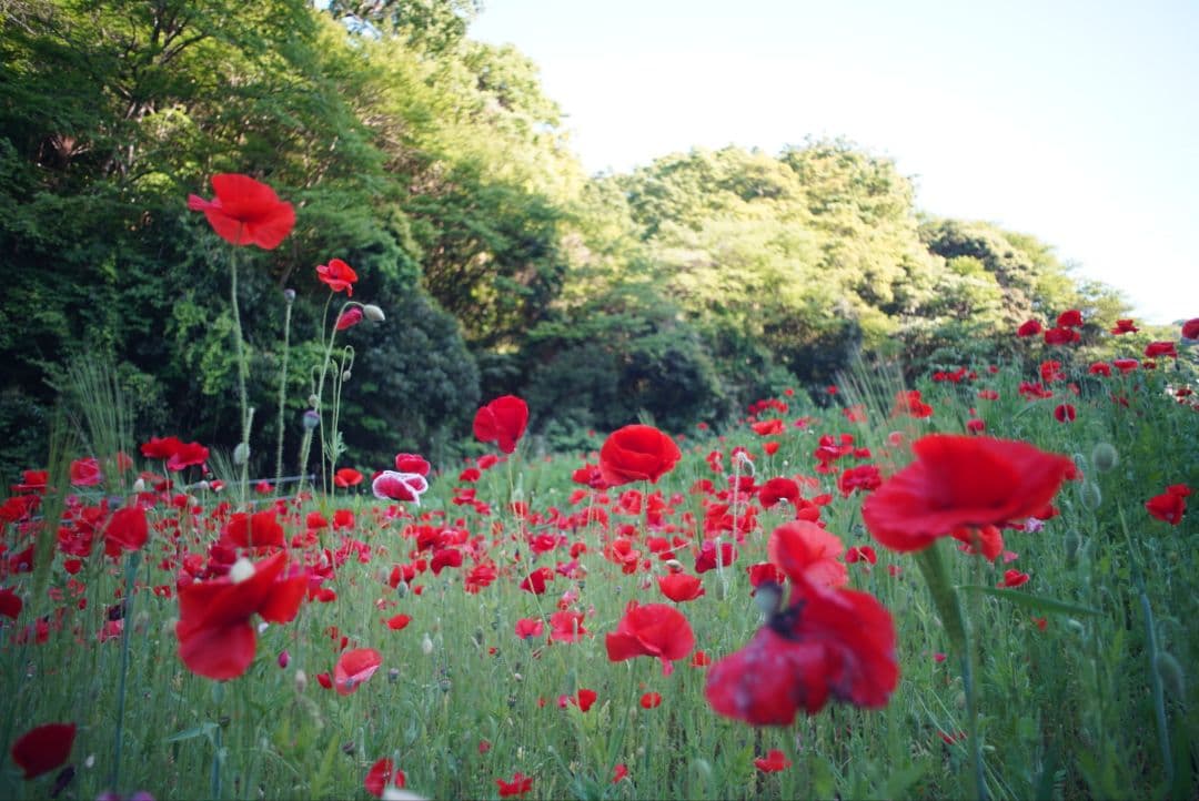 ニ*ン様 【分解清掃済並品】Nikon NIKKOR-UD 20mm f3.5
