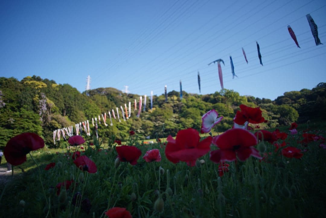 ニ*ン様 【分解清掃済並品】Nikon NIKKOR-UD 20mm f3.5