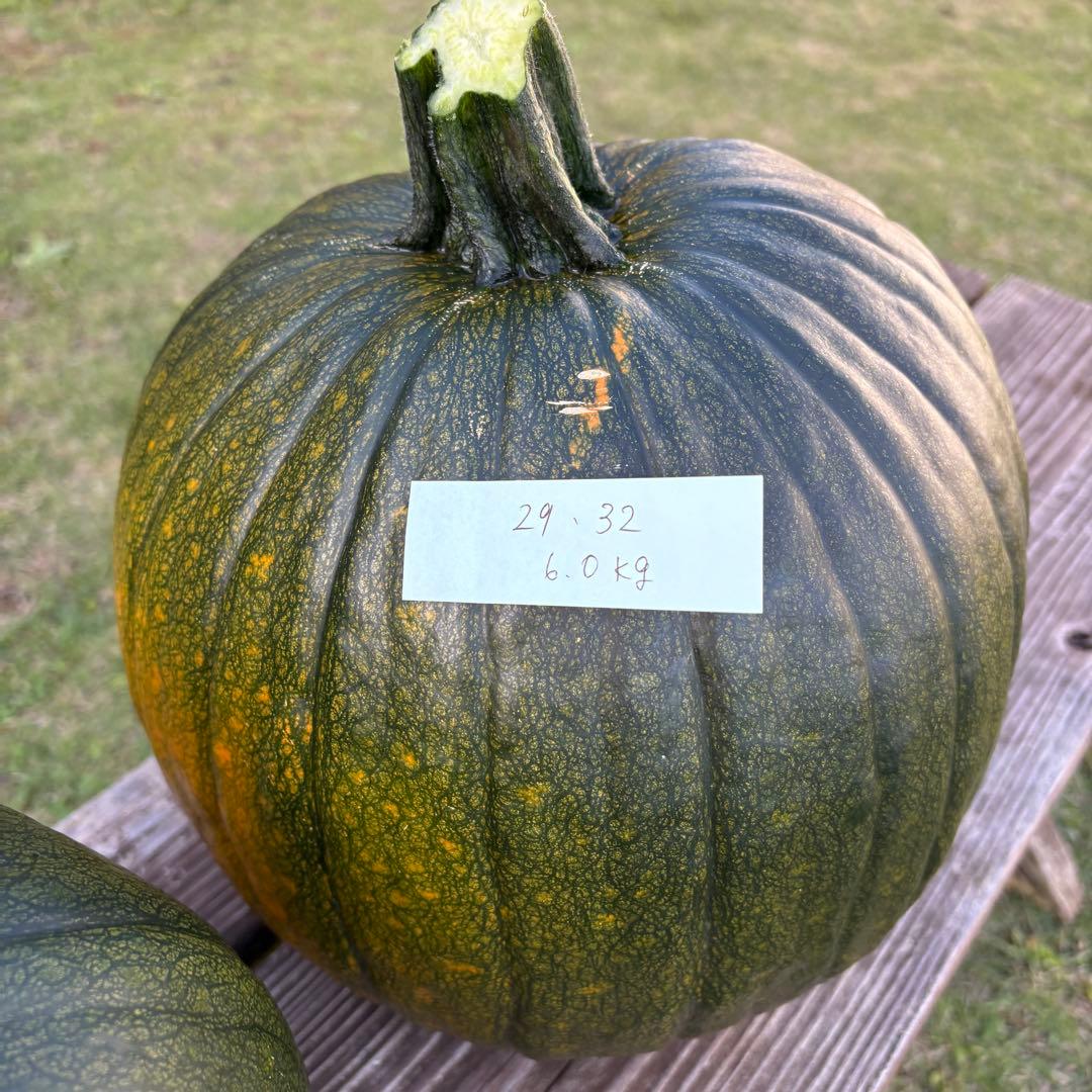 【ぷーこ】ハロウィンかぼちゃ　本物