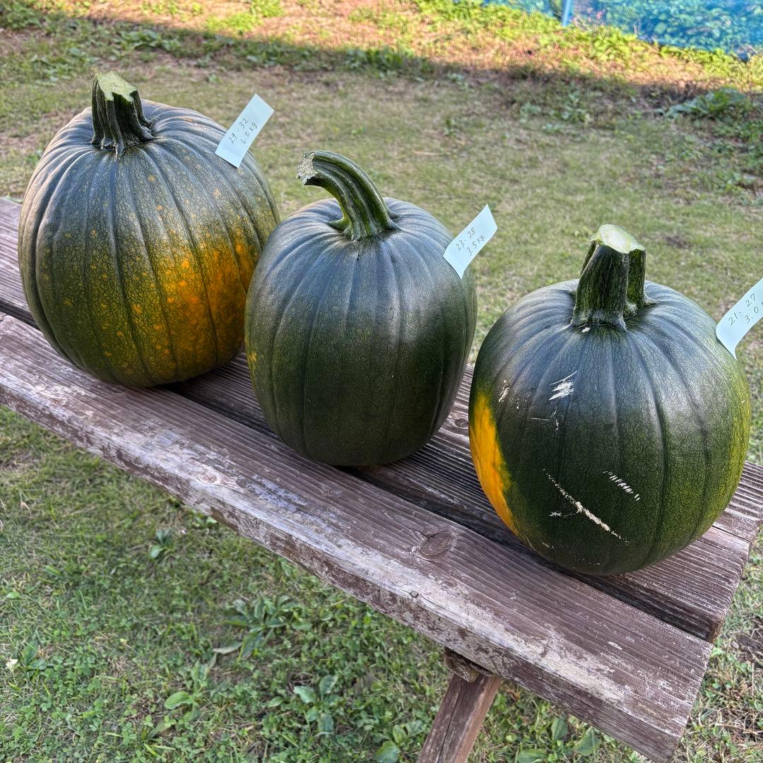 【ぷーこ】ハロウィンかぼちゃ　本物