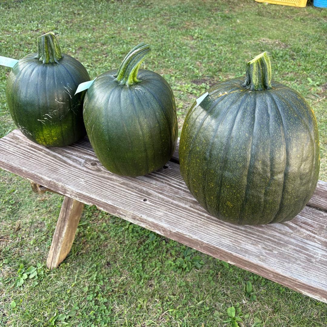 【ぷーこ】ハロウィンかぼちゃ　本物