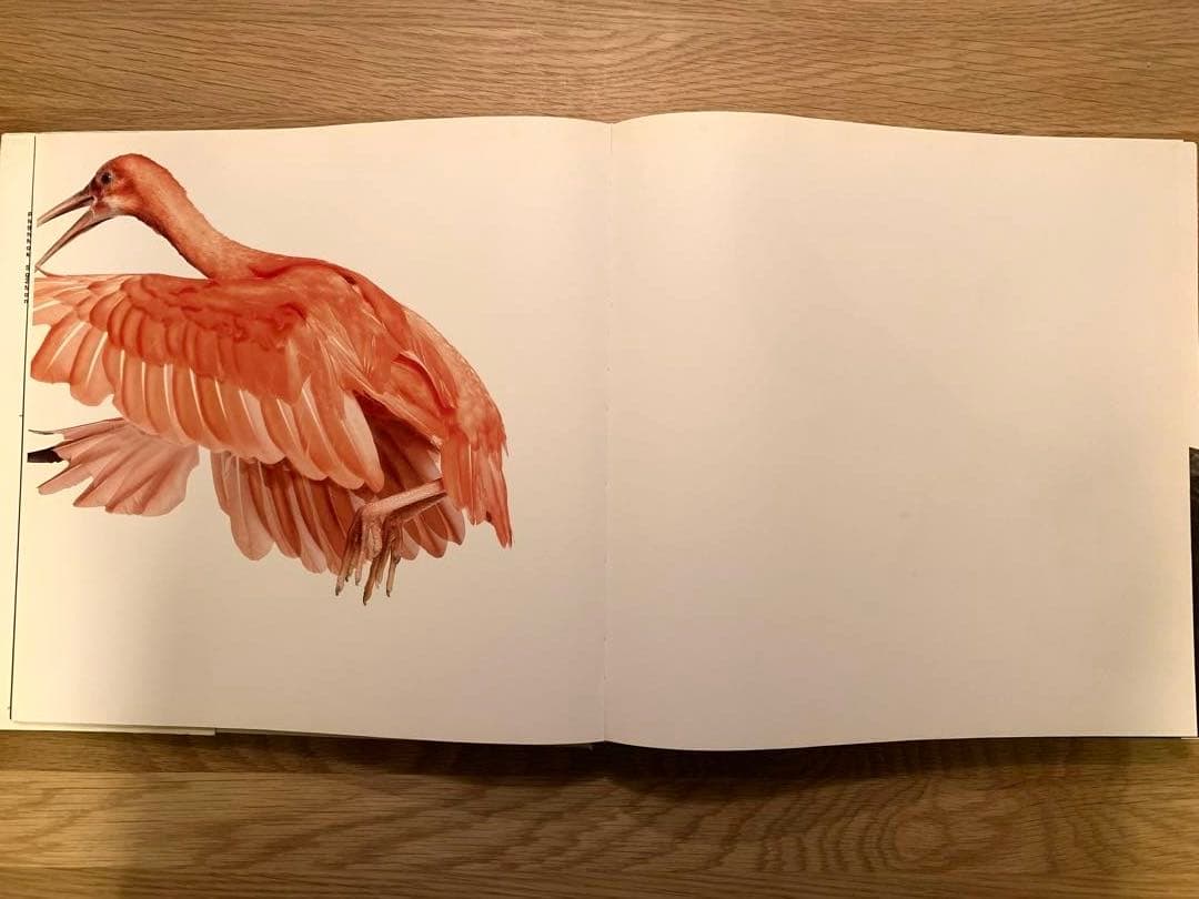 アート・デザイン・音楽 Bird _ Andrew Zuckerman