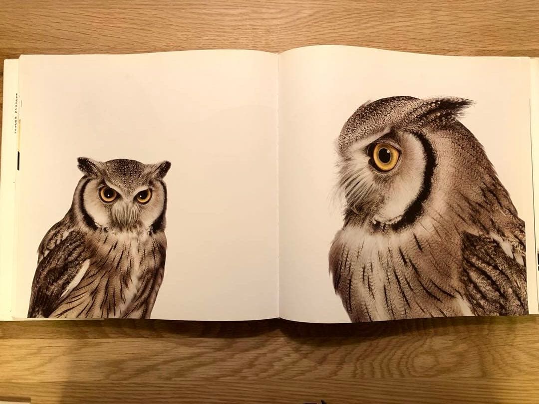 アート・デザイン・音楽 Bird _ Andrew Zuckerman