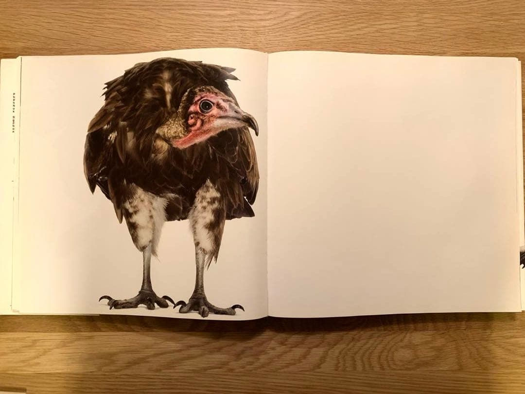 アート・デザイン・音楽 Bird _ Andrew Zuckerman