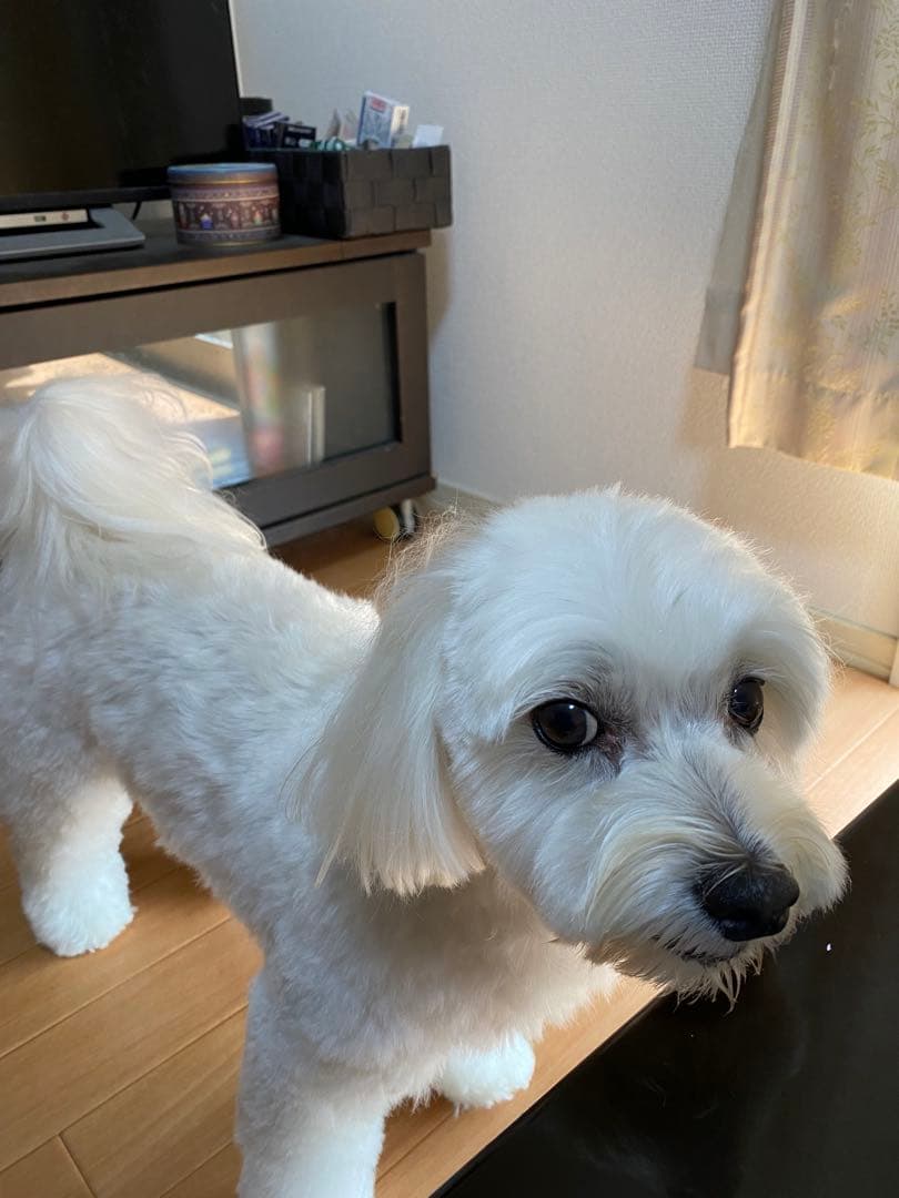 松本零士　サイン　大泉学園　除幕式