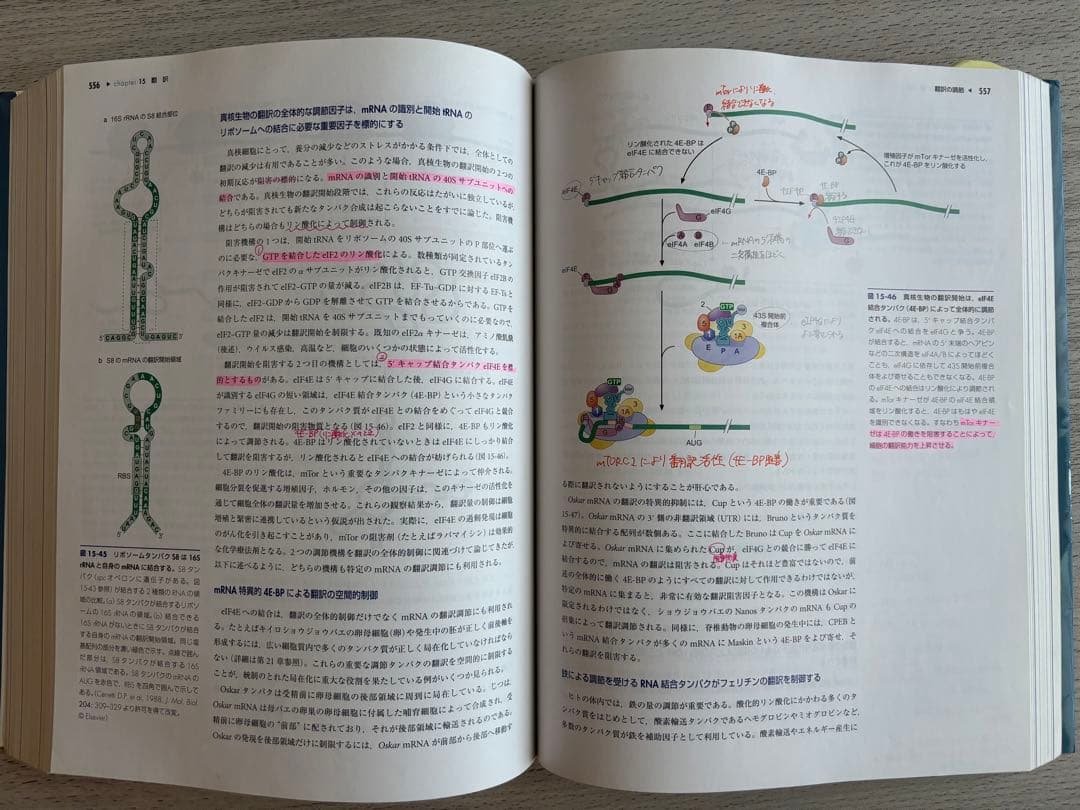 ワトソン　遺伝子の分子生物学　第7版