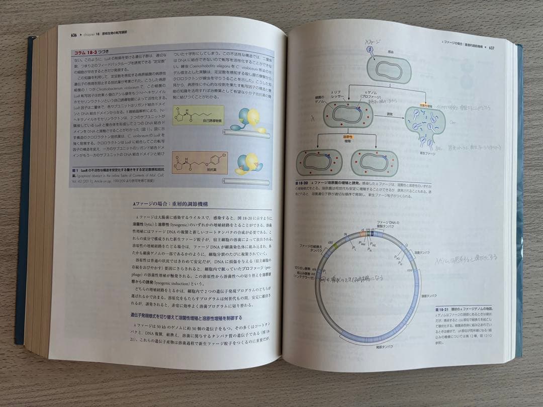 ワトソン　遺伝子の分子生物学　第7版