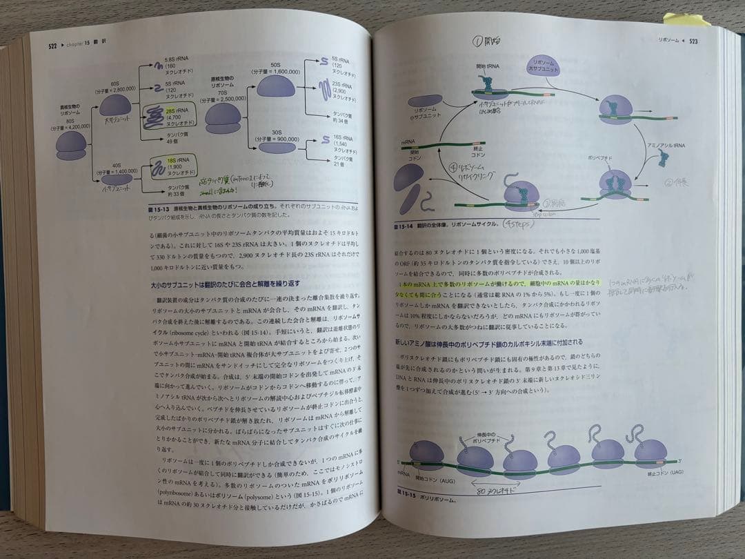 ワトソン　遺伝子の分子生物学　第7版