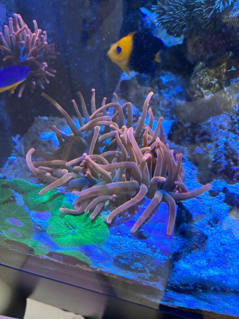 ライブロック約13×10cm 特大イソギンチャク付き