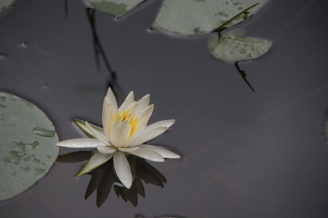 【美品】動作◎ Voigtlander COLOR-SKOPAR 35 f2.5