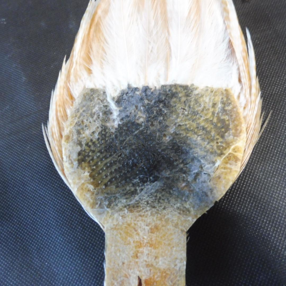 コックハックルケープ #Silver Barret Medium Ginger