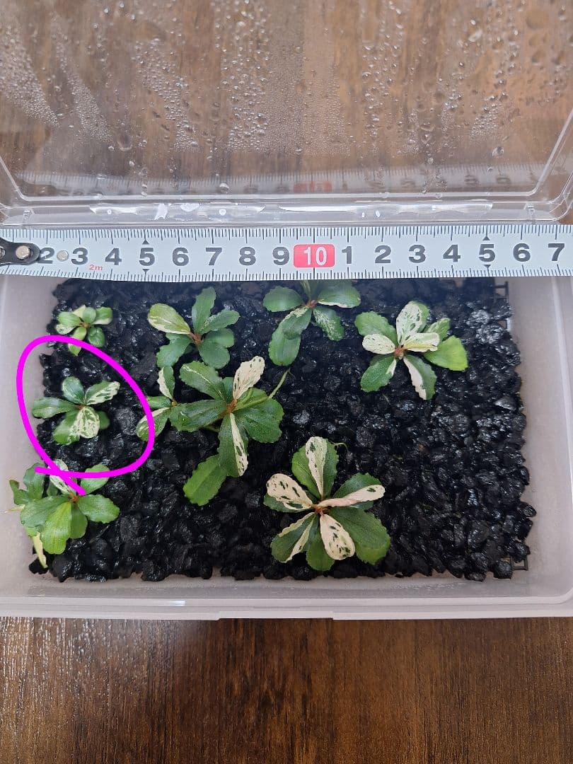 Bucephalandra sp. Variegata Hn:福袋CAKUMI