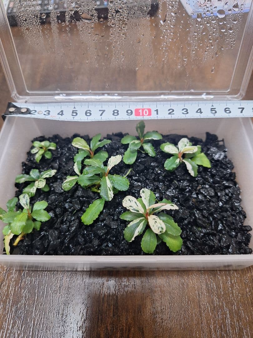 Bucephalandra sp. Variegata Hn:福袋CAKUMI