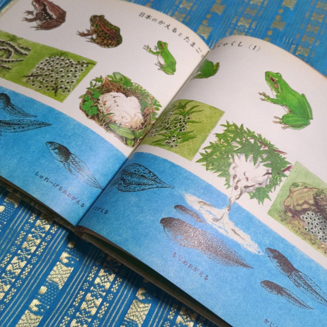 初版　絶版　ひきがえる 絵本 福音館書店 1976年