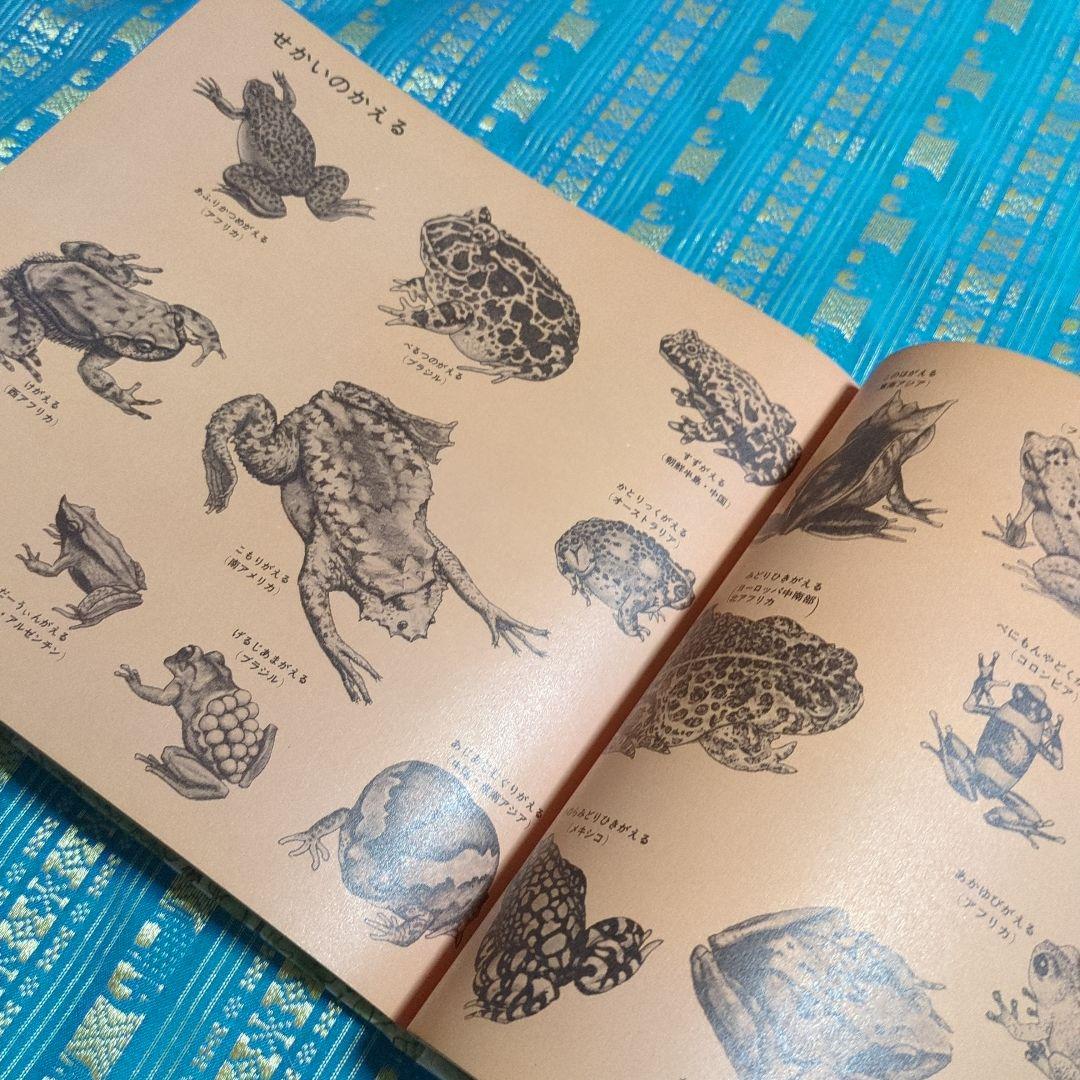 初版　絶版　ひきがえる 絵本 福音館書店 1976年