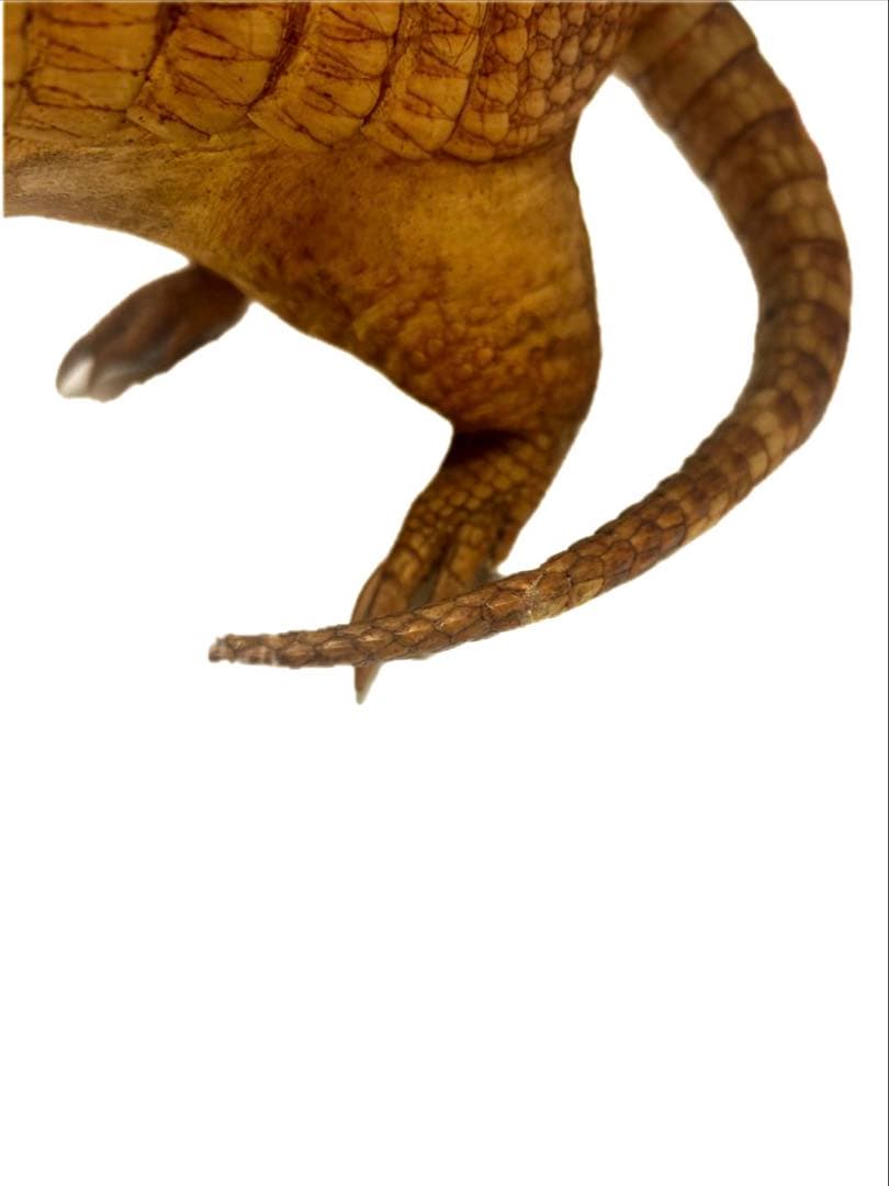 希少！　アルマジロ　剥製　　希少動物　珍品