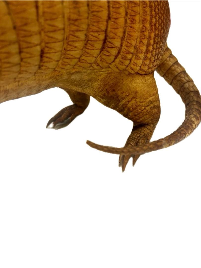 希少！　アルマジロ　剥製　　希少動物　珍品