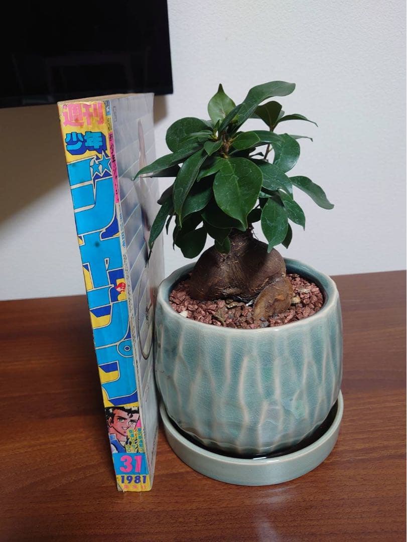 週間少年ジャンプ 1981年 31号