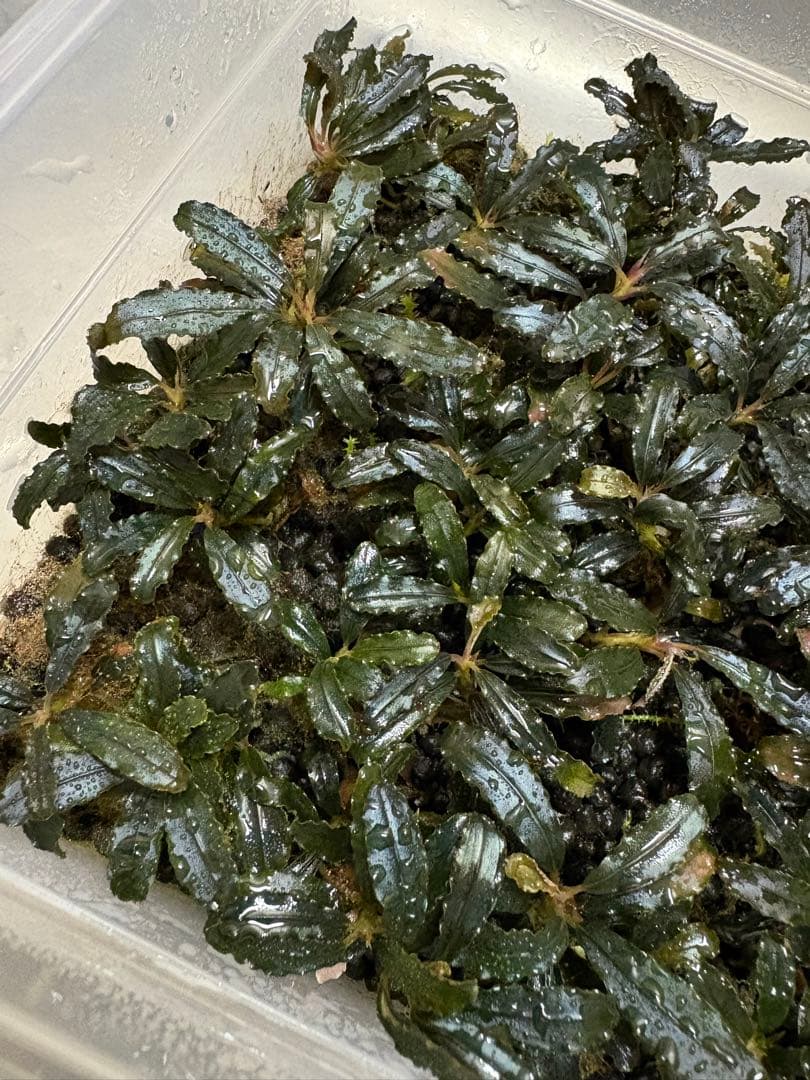 たっちゃん、ブセファランドラ クダガン 大量