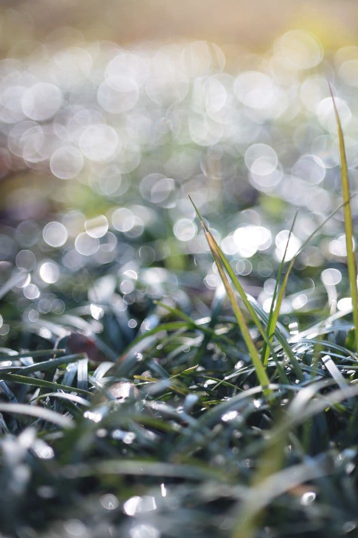 【分解清掃済】Carl Zeiss Tessar 50mm f/2.8 鷹の目