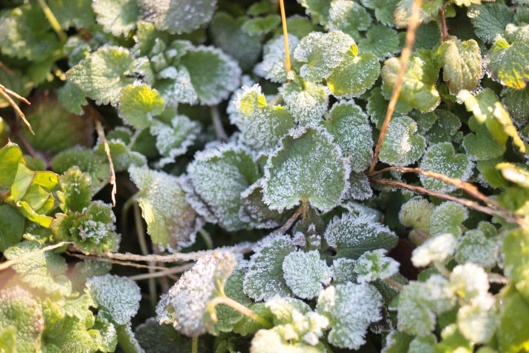 【分解清掃済】Carl Zeiss Tessar 50mm f/2.8 鷹の目