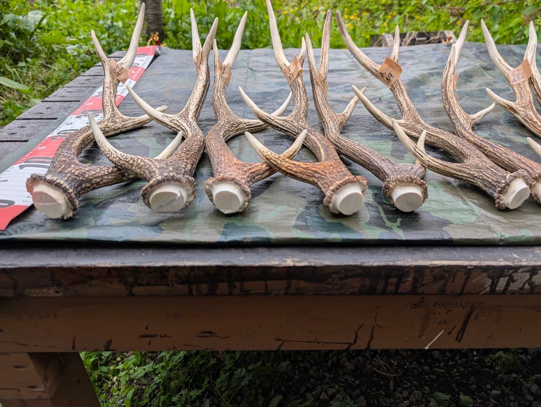 蝦夷鹿の角(狩り角)と落ち角「41本～42本セット」約23kg