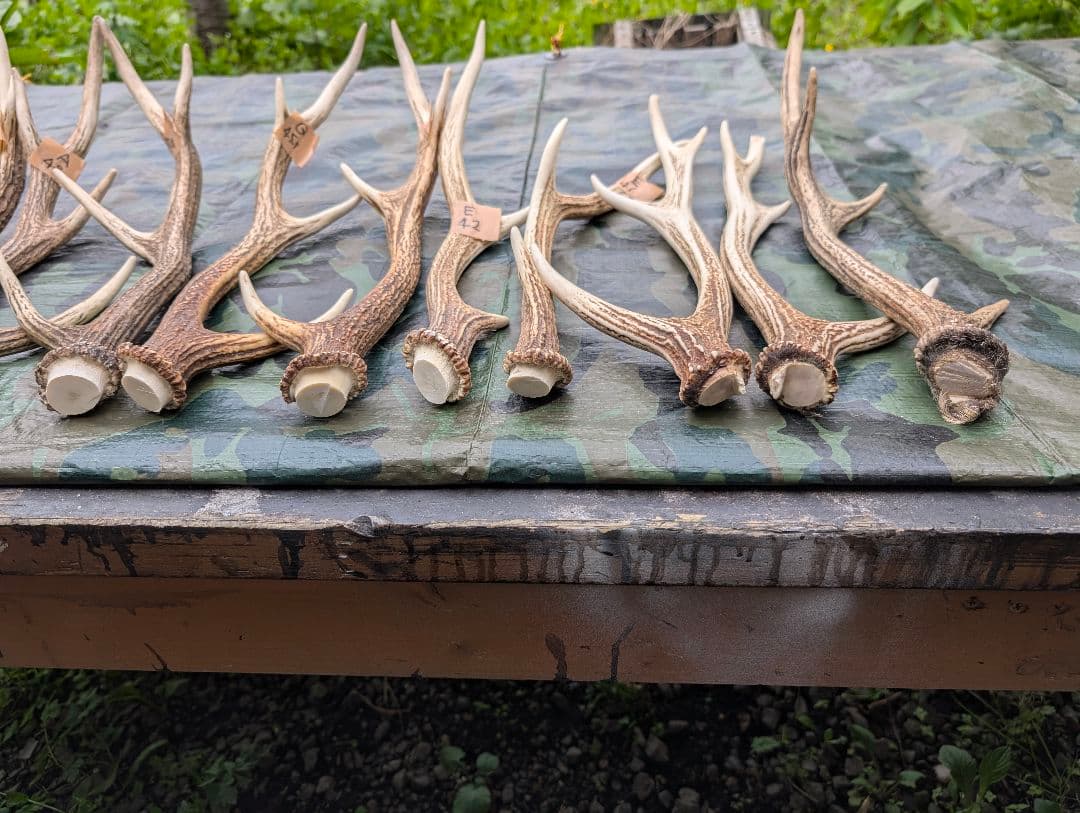 蝦夷鹿の角(狩り角)と落ち角「41本～42本セット」約23kg