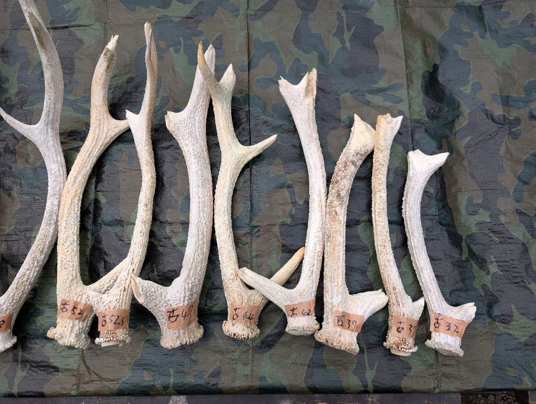 蝦夷鹿の角(狩り角)と落ち角「41本～42本セット」約23kg