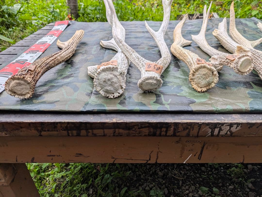 蝦夷鹿の角(狩り角)と落ち角「41本～42本セット」約23kg