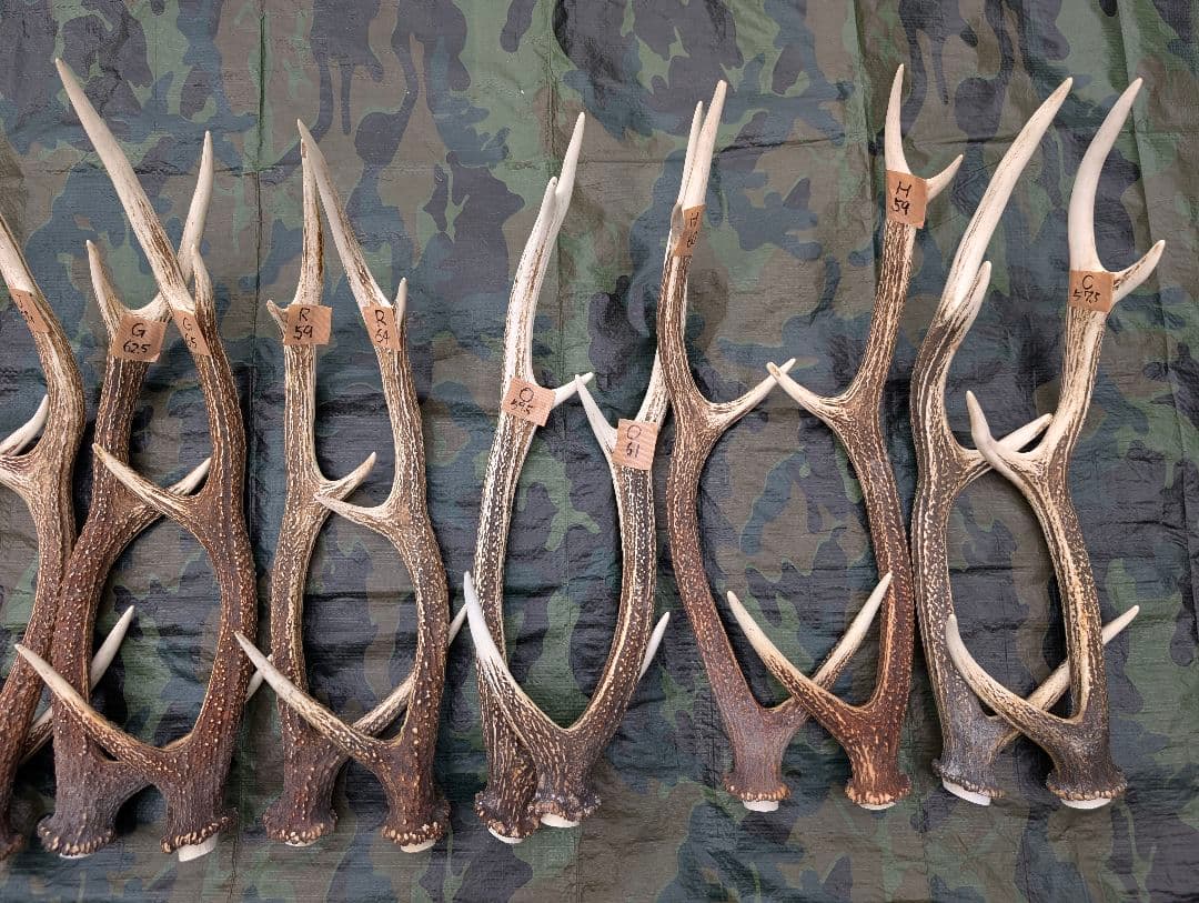 蝦夷鹿の角(狩り角)と落ち角「41本～42本セット」約23kg