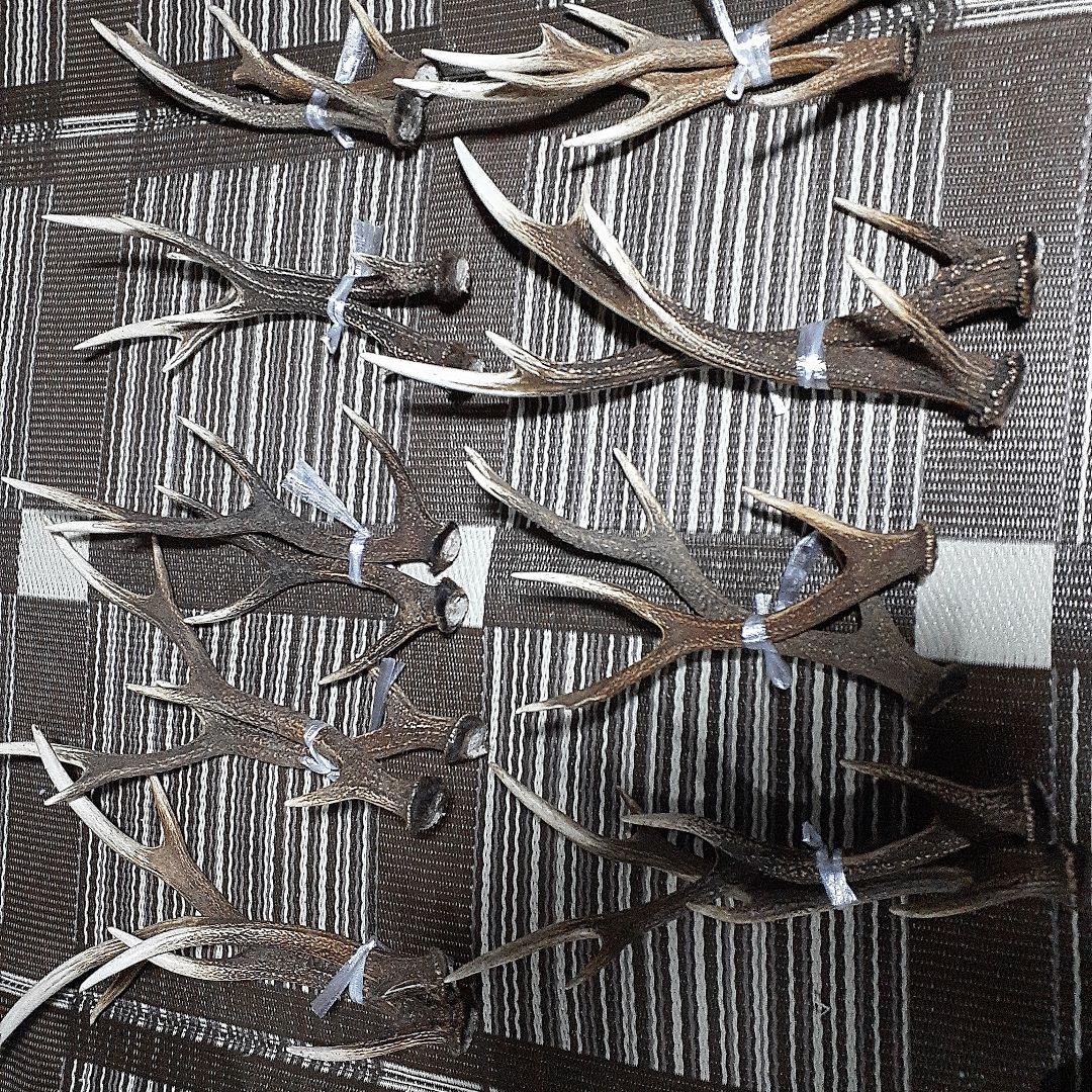 日本鹿の角 9対(18本)　まとめ売り