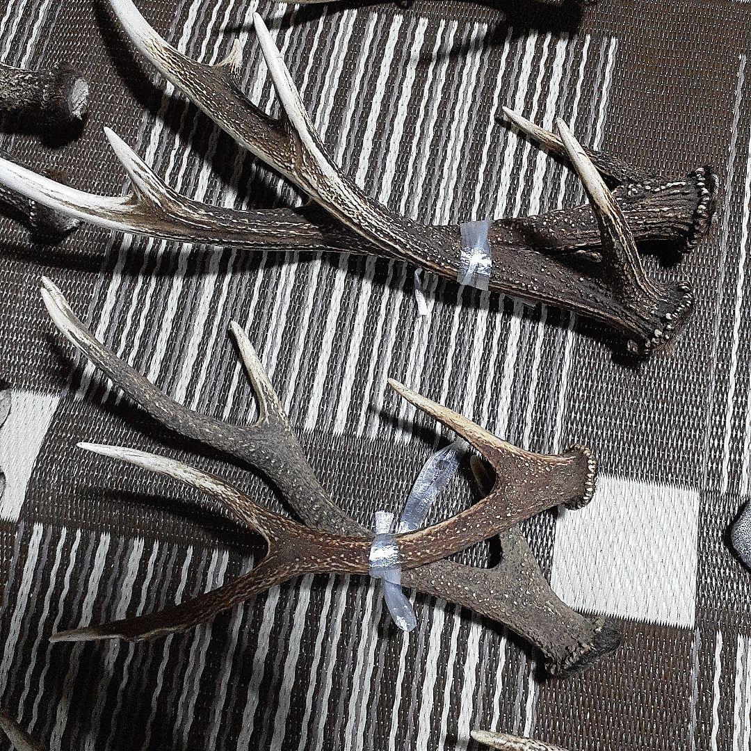 日本鹿の角 9対(18本)　まとめ売り