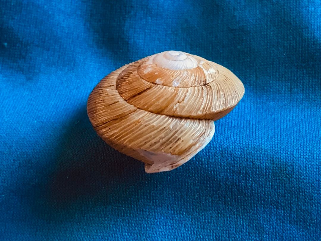 貝標本　エチゴマイマイ　貝口部傷