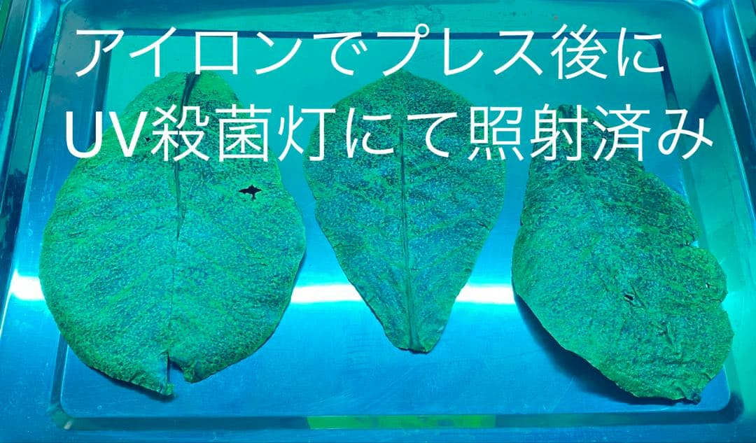 沖縄県やんばる産マジックリーフ 1kg UV殺菌灯照射済み①