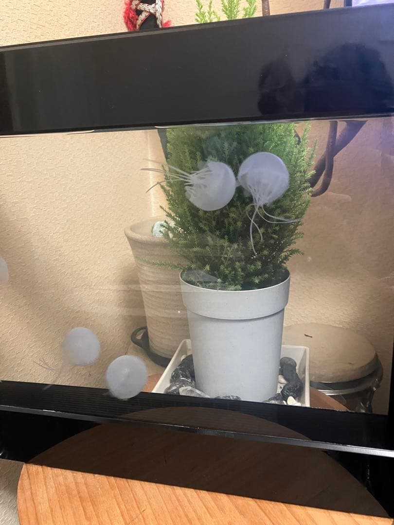 クラゲ　アクアリウム