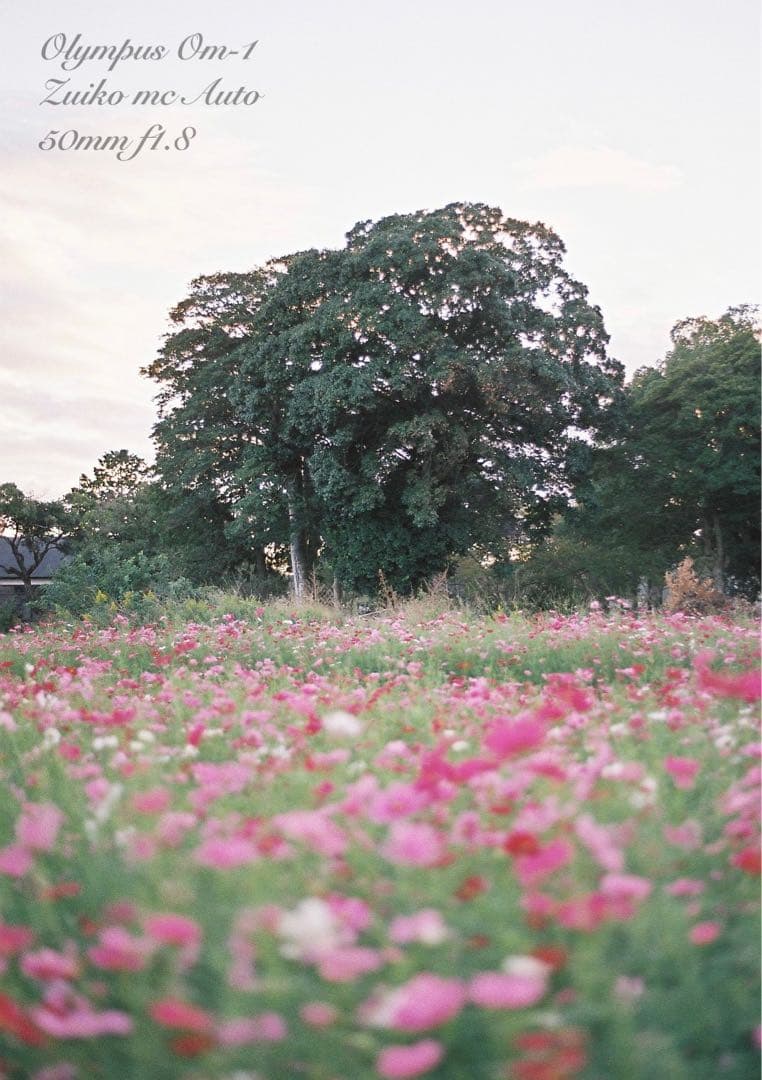 ★完動品＊美品★OM-1/zuiko f1.8★初期保証＊作例多数！