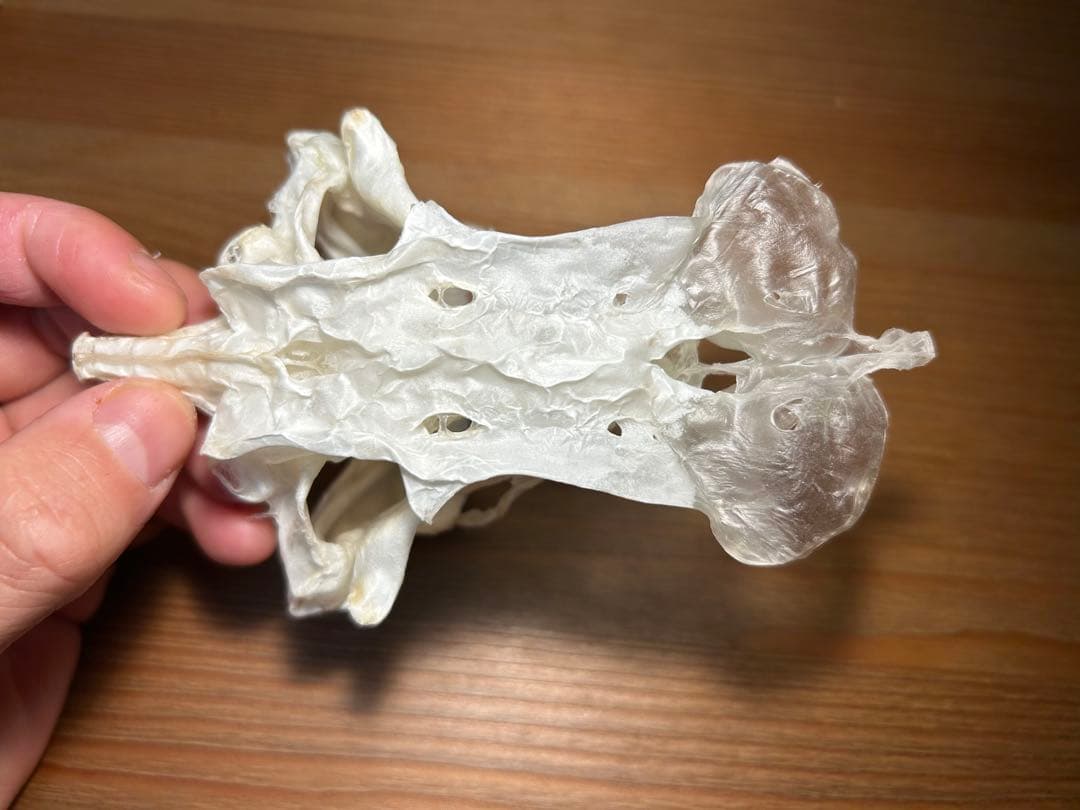 ユメザメの頭骨標本(サメ骨格)