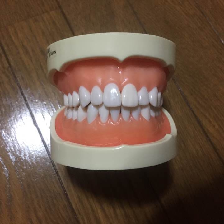 歯の模型