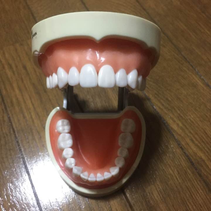 歯の模型