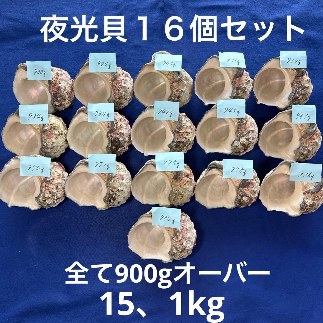 夜光貝　ヤコウ貝　まとめ売り　16個　15、1kg アクセサリー　ルアー