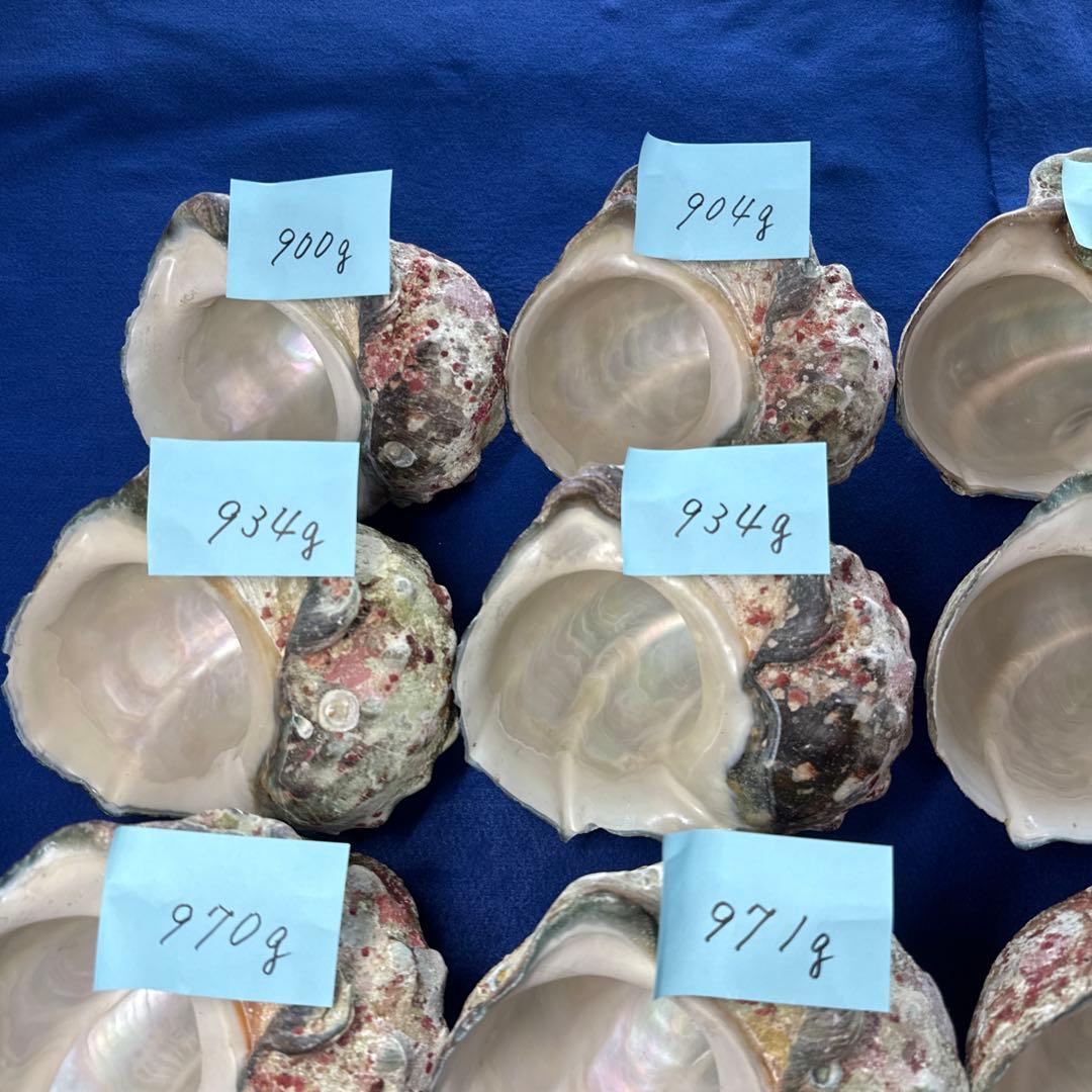 夜光貝　ヤコウ貝　まとめ売り　16個　15、1kg アクセサリー　ルアー