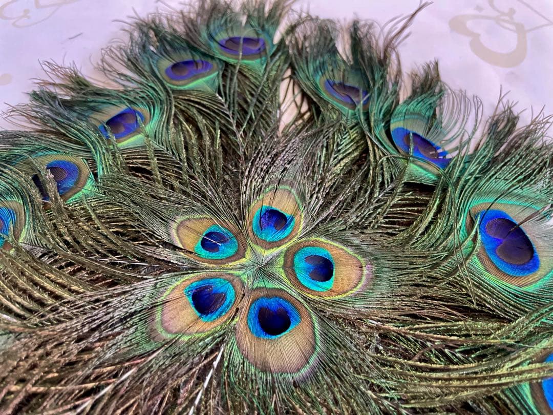 ★超貴重！縁起物★本物 孔雀の羽うちわ 特大52cm×40cm 2枚