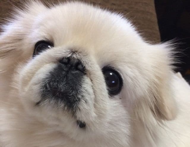 ★ゆいとまん★クエルボアネホ 3本セット　◉ご購入はしないで下さい。