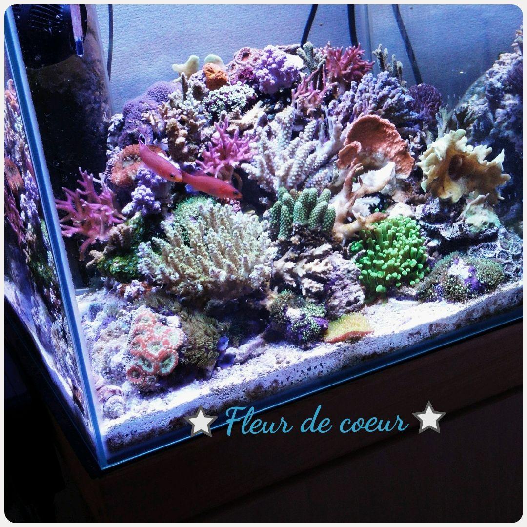 ミラノオーダーページ